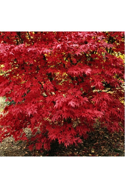 Клен ’Red Emperor’ восени